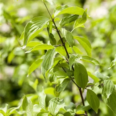 Hochstamm im Container Stammumfang 10 - 12cm - Kornelkirsche, Tierlibaum - Cornus mas Solitär