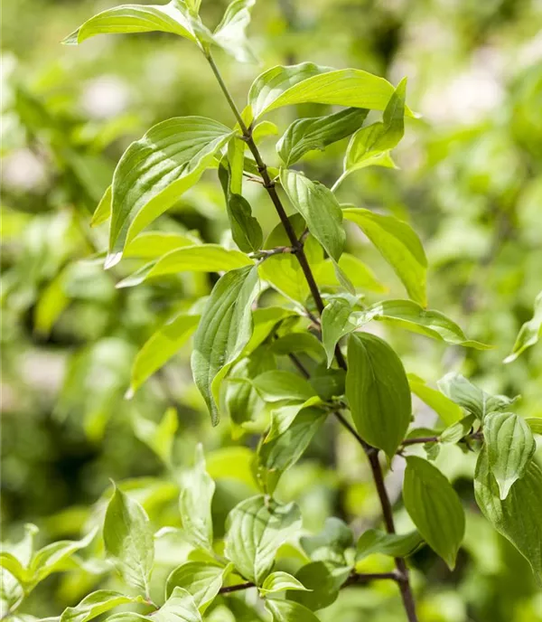 Cornus mas Solitär