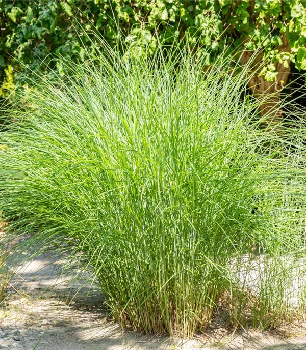 Cortaderia selloana