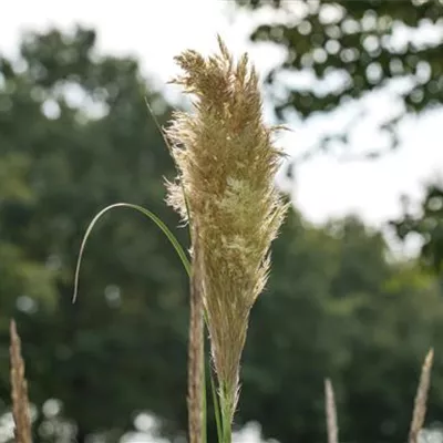 Topfgrösse 3 Liter - Pampasgras - Cortaderia selloana 'Pumila'