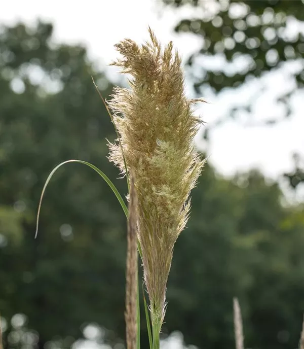 Cortaderia selloana 'Pumila'