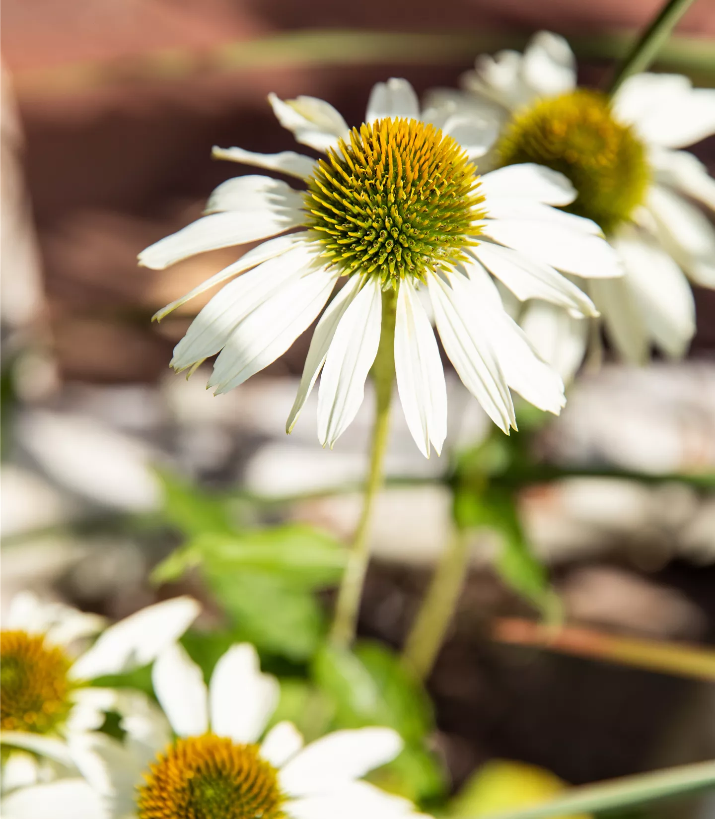 Echinacea purpurea 'Happy Star'