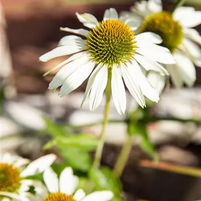 Topfgrösse 1 Liter - Sonnenhut - Echinacea purpurea 'Happy Star'