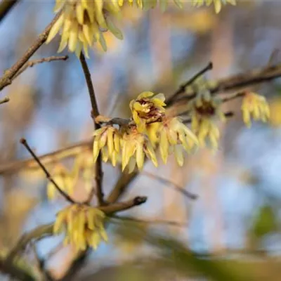 Container 70 - 80 - Winterblüte - Chimonanthus praecox