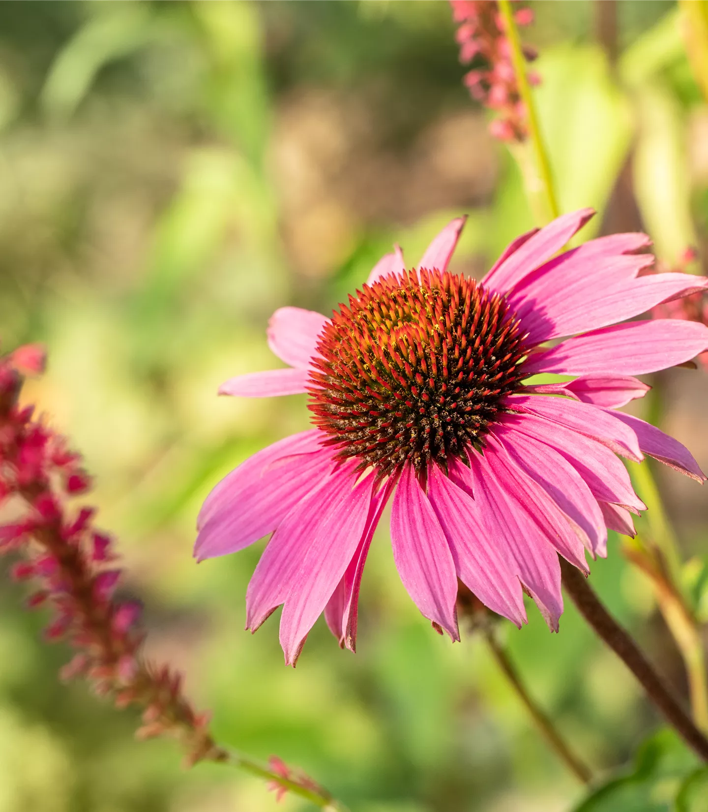 Echinacea purpurea 'Magnus'