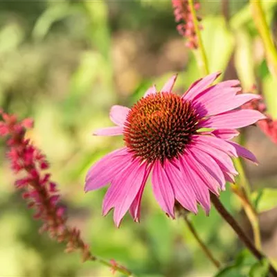 Topfgrösse 1 Liter - Sonnenhut - Echinacea purpurea 'Magnus'