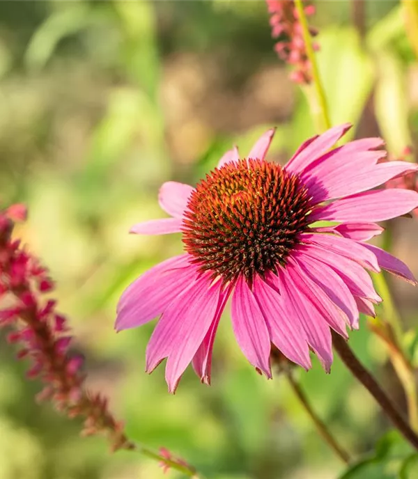 Echinacea purpurea 'Magnus'