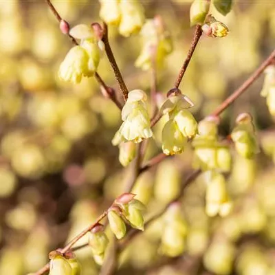 im Container 30 - 40 - Scheinhasel - Corylopsis pauciflora