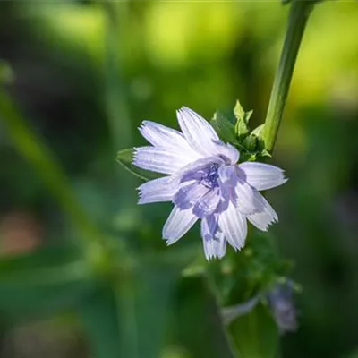 Topfgrösse 1 Liter - Cichorium intybus CH-Oekotyp