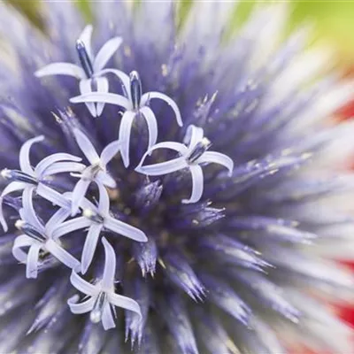 Topfgrösse 1 Liter - Kugeldistel - Echinops ritro