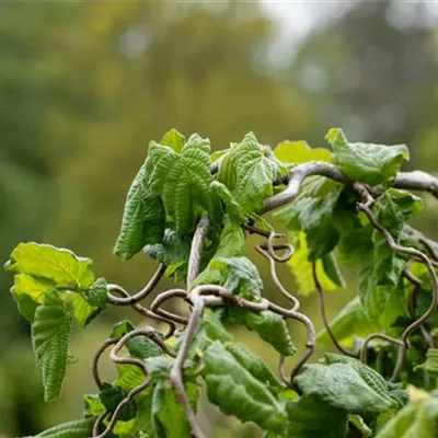 Container 70 - 80 - Korkenzieherhasel - Corylus avellana 'Contorta'