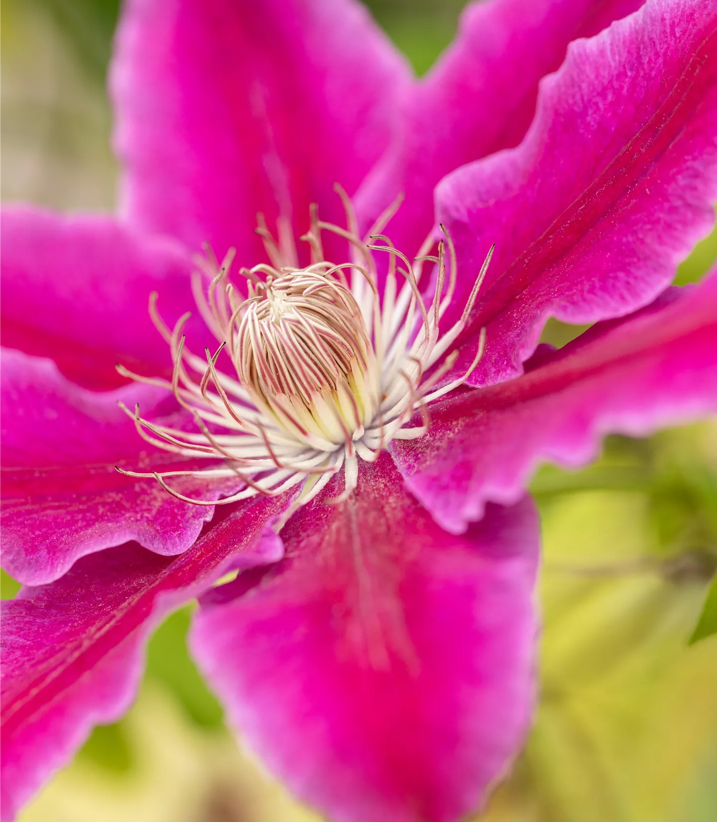 Clematis (Grossbl., frühblüh.) 'Dr Ruppel'