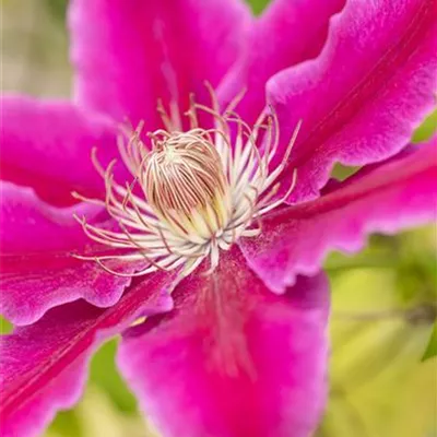 Topfgrösse 4 Liter - Waldrebe, Clematis - Clematis (Grossbl., frühblüh.) 'Dr Ruppel'