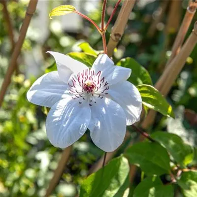 Topfgrösse 4 Liter - Waldrebe, Clematis - Clematis (Grossbl., frühblüh.) 'Miss Bateman'