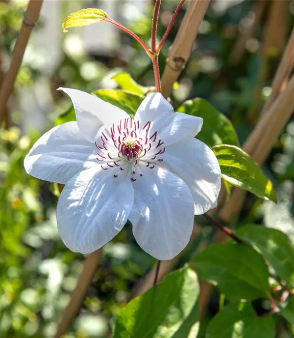 Clematis (Grossbl., frühblüh.) 'Miss Bateman'