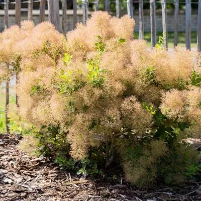 Container 70 - 80 - Perückenstrauch - Cotinus coggygria