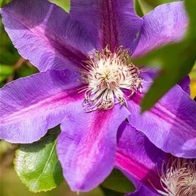 Topfgrösse 4 Liter - Waldrebe, Clematis - Clematis (Grossbl., frühblüh.) 'Mrs N. Thompson'