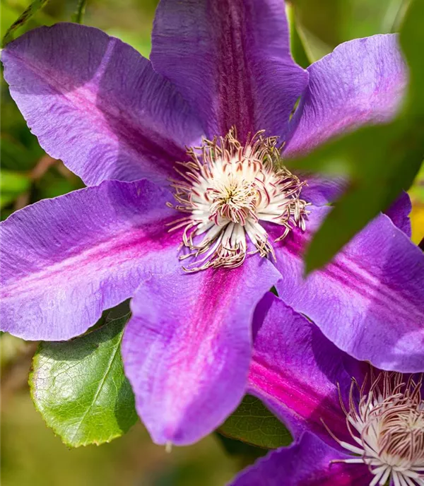 Clematis (Grossbl., frühblüh.) 'Mrs N. Thompson'