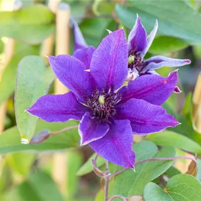 Topfgrösse 4 Liter - Waldrebe, Clematis - Clematis (Grossbl., frühblüh.) 'Multi Blue'