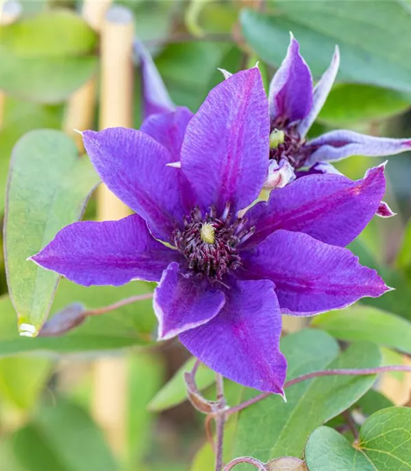 Clematis (Grossbl., frühblüh.) 'Multi Blue'