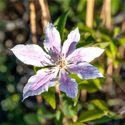 Topfgrösse 4 Liter - Waldrebe, Clematis - Clematis (Grossbl., frühblüh.) 'Nelly Moser'