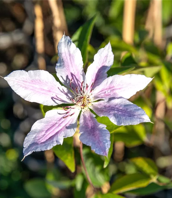 Clematis (Grossbl., frühblüh.) 'Nelly Moser'