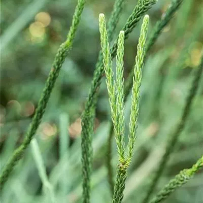 Container 70 - 80 - Sicheltanne - Cryptomeria japonica 'Elegans Viridis'