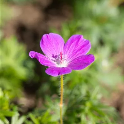 Topfgrösse 0.5 Liter - Blutroter Storchschnabel - Geranium sanguineum