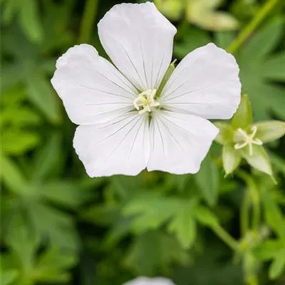 Topfgrösse 0.5 Liter - Blutroter Storchschnabel - Geranium sanguineum 'Album'