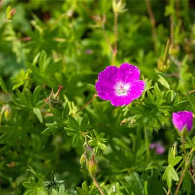 Topfgrösse 0.5 Liter - Blutroter Storchschnabel - Geranium sanguineum 'Elsbeth'