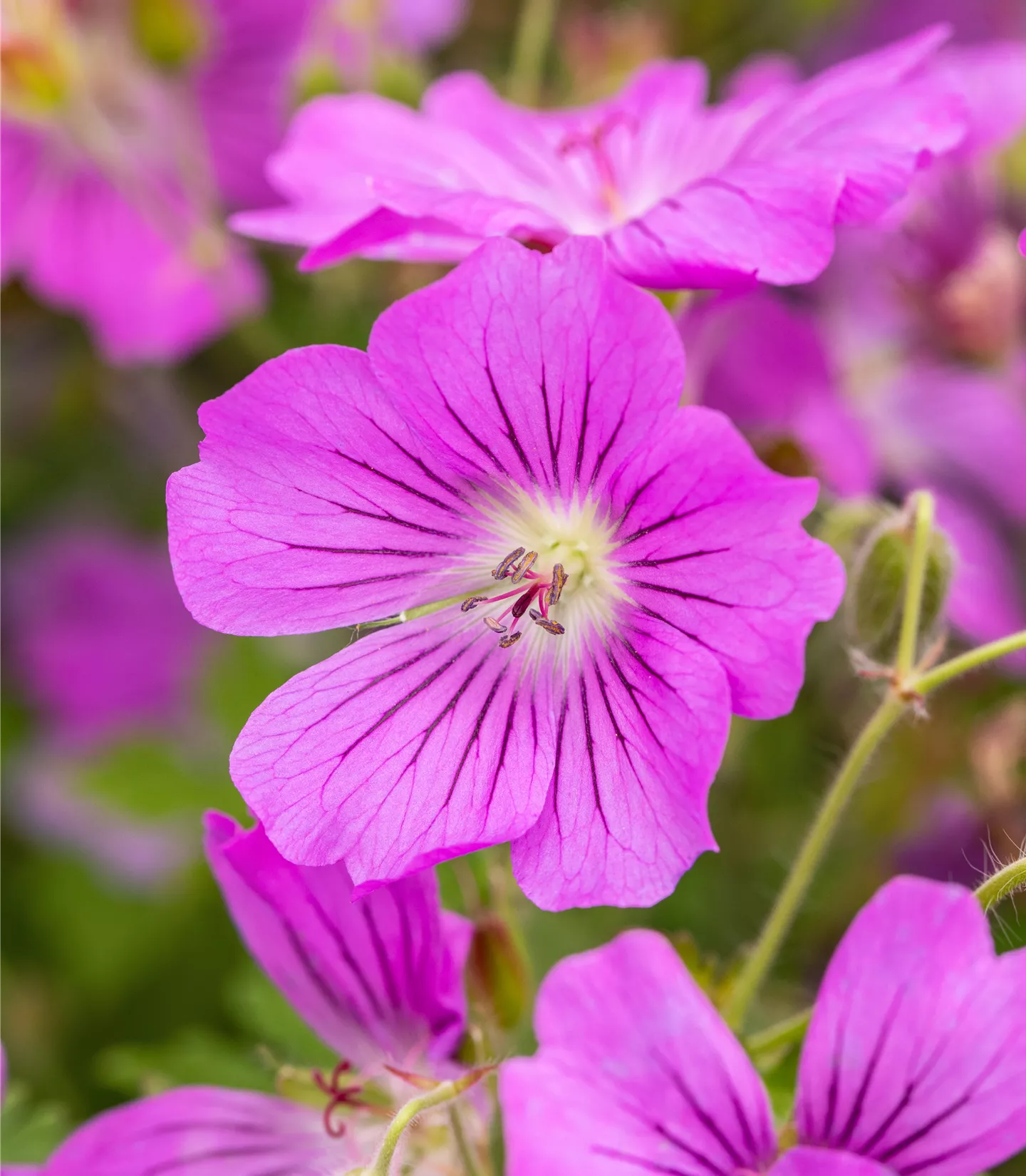 Geranium 'Sirak'