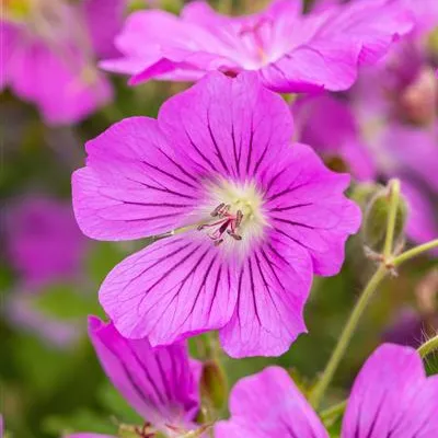 Topfgrösse 0.5 Liter - Storchschnabel - Geranium 'Sirak'