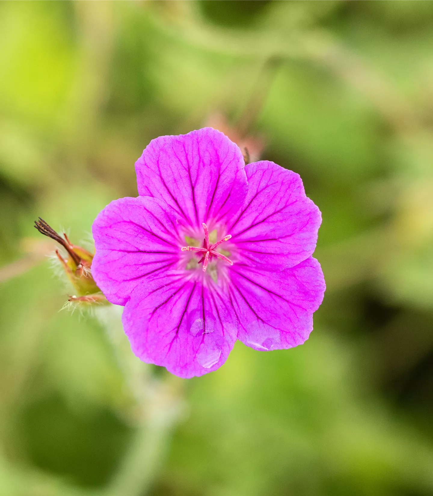 Geranium 'Tiny Monster'