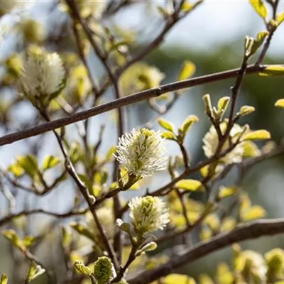 im Container 30 - 40 - Federbuschstrauch - Fothergilla gardenii