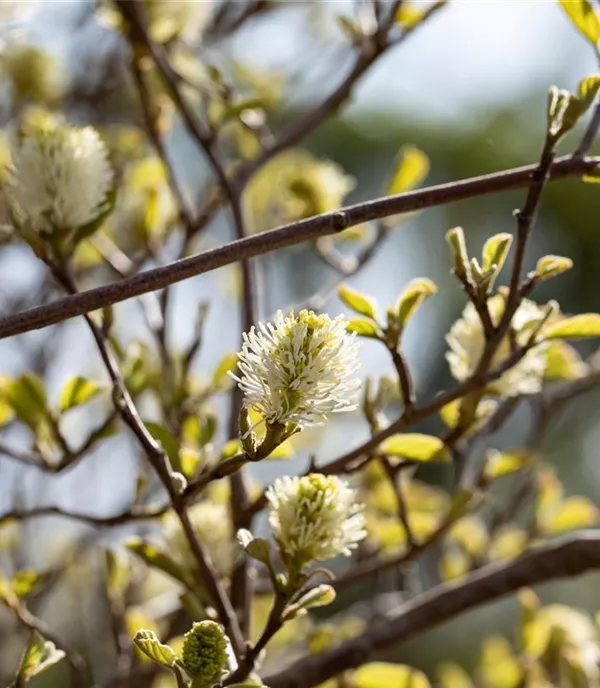 Fothergilla gardenii