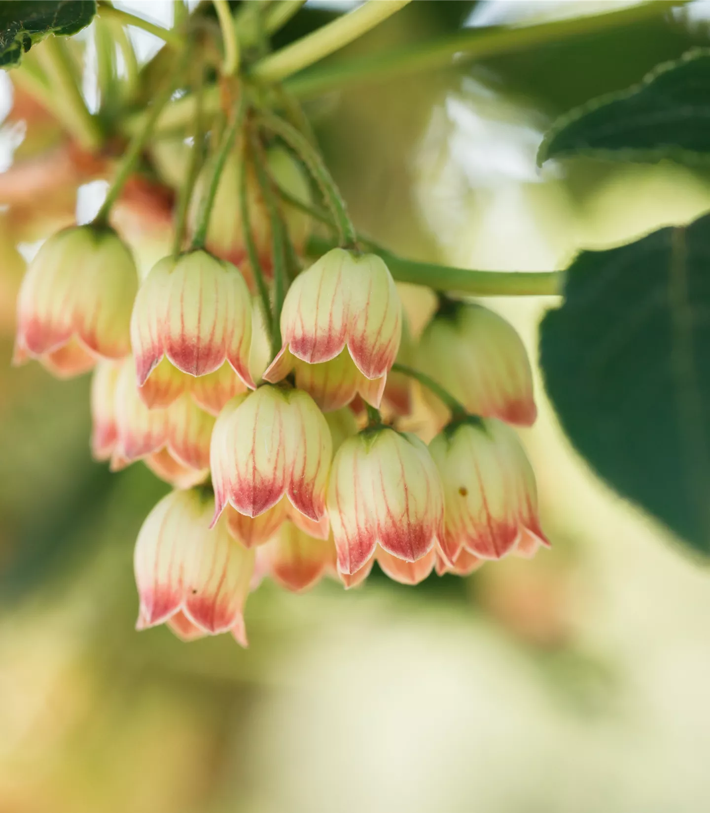 Enkianthus campanulatus