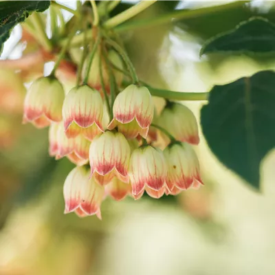 Container 70 - 80 - Prachtglocke - Enkianthus campanulatus