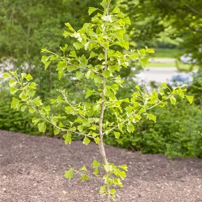 im Container 150 - 175 - Mädchenhaarbaum - Ginkgo biloba