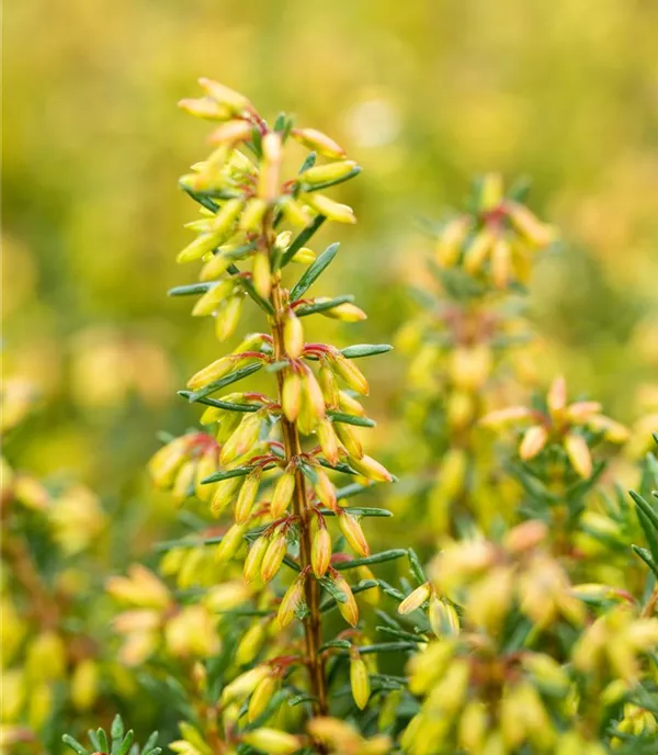 Erica carnea 'Rosalie'