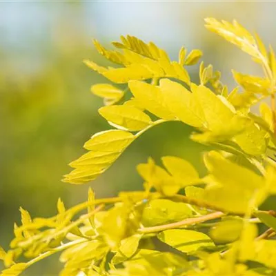 Hochstamm mit Ballen Stammumfang 12 - 14cm - Dornenlose Gleditschie - Gleditsia triacanthos 'Sunburst'