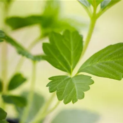 Topfgrösse 0.5 Liter - Wald-Erdbeere - Fragaria vesca