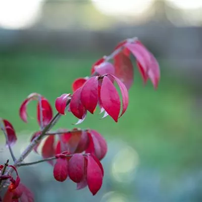 im Container 40 - 50 - Flügel-Spindelstrauch - Euonymus alatus 'Compactus'