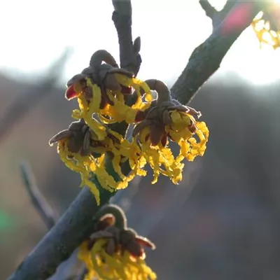 Container 60 - 70 - Zaubernuss - Hamamelis intermedia (x) 'Arnold Promise'