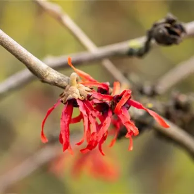 Container 60 - 70 - Zaubernuss - Hamamelis intermedia (x) 'Diane'