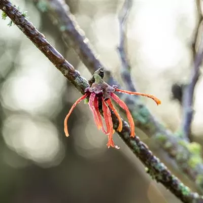 Container 60 - 70 - Zaubernuss - Hamamelis intermedia (x) 'Jelena'