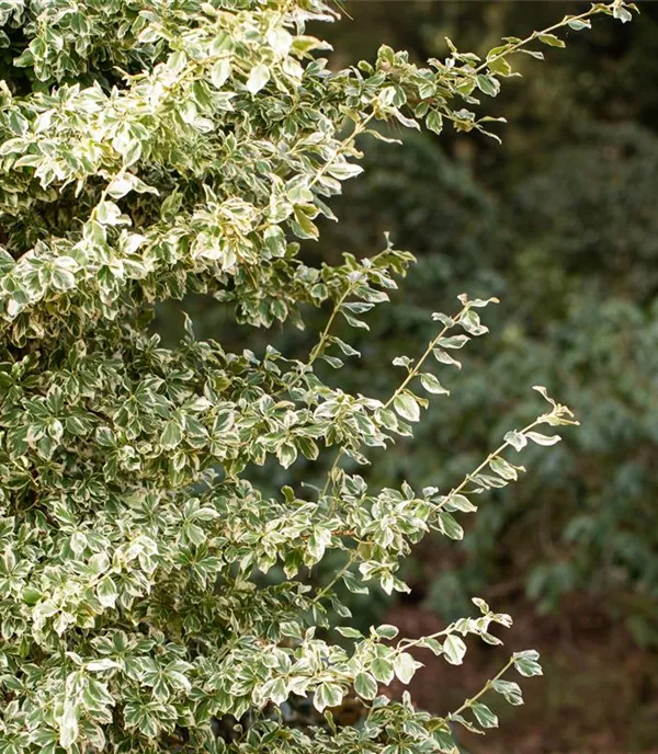 Euonymus fortunei 'Emerald Gaiety'