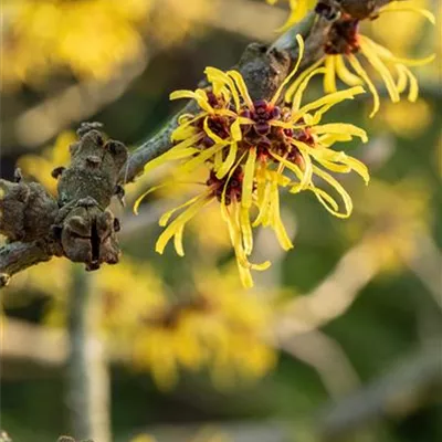 Container 60 - 70 - Zaubernuss - Hamamelis intermedia (x) 'Westerstede'