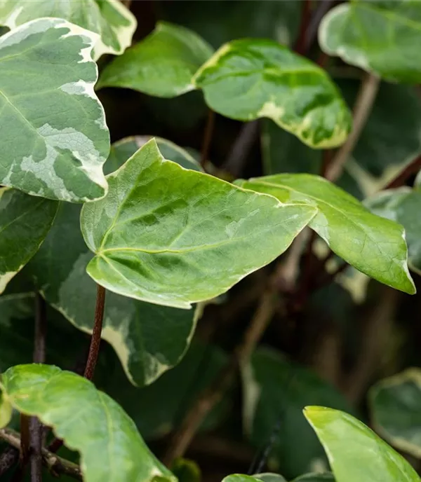 Hedera algeriensis 'Gloire de Marengo'