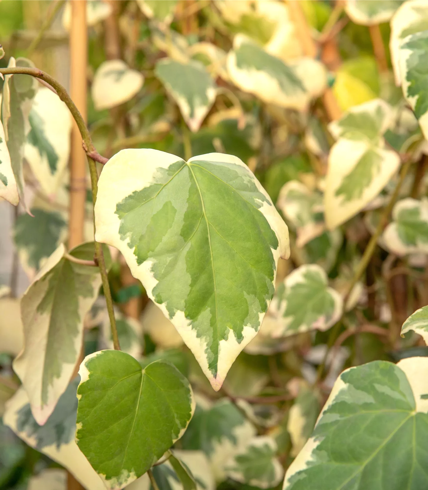 Hedera colchica 'Dentata Variegata'