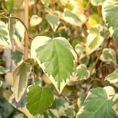 im Container 80 - 100 - Kolchischer Strauchefeu - Hedera colchica 'Dentata Variegata'